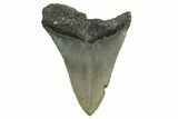 Bargain, Fossil Megalodon Tooth - North Carolina #338561-1